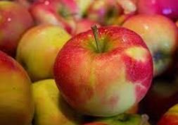 Kashmiri Apples in Ratlam: रतलाम जिले को मिलेगा कश्मीरी एप्पल का स्वाद
