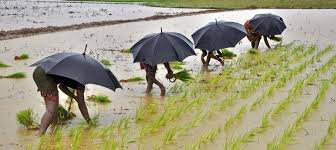 2023 monsoon news, This year's monsoon reached India's Kerala